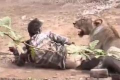 インドでライオンに襲われた男性、約30分も押さえつけられる【動画】のイメージ画像