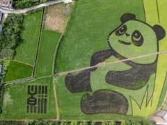 田んぼに巨大パンダ現る―四川省成都市