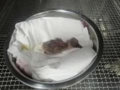 陝西省漢中トキ保護区で今年1羽目となる人工孵化のトキのヒナが誕生―中国のイメージ画像