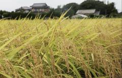 コメ農家「ひどいな、めちゃくちゃだよ」 新米コシヒカリ「4割安」に 消費者も「米価急落」を歓迎しきれない切実な理由のイメージ画像