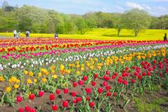 やくらいガーデンのチューリップと菜の花畑