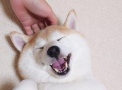 めちゃくちゃ嬉しそうな表情をする柴犬さん一生ナデナデしたくなるかわいさのイメージ画像