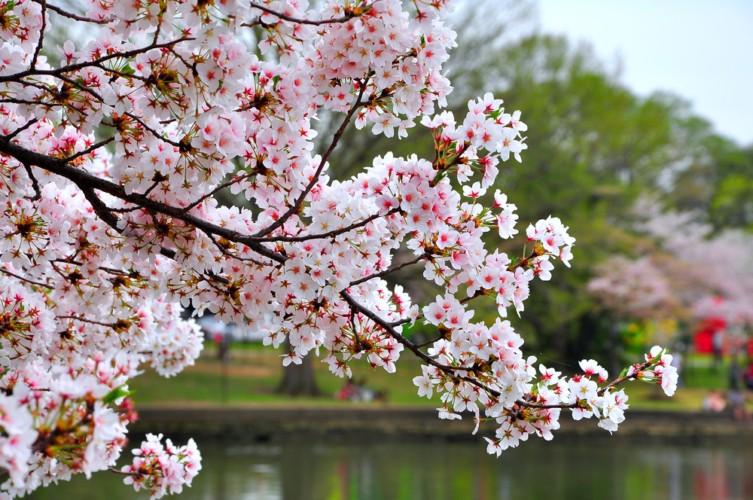 桜の時期の話題に桜にまつわる豆知識