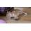柴犬が伸びをする動画がネットで反響「かわいい以外の..(5)