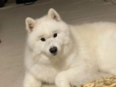 ノーメイクにもかかわらず……くっきり眉毛のサモエドさんにほっこりのイメージ画像