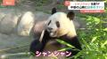 中国の山奥に日本人が行列！「上野生まれのパンダ」シャンシャンが8歳に 200人以上が駆け付けたか