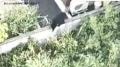 【速報】山形市内にクマ 県道を全面通行止めにして警察が対応進める