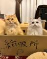 猫好き必須の「給吸所」精神的な疲労..