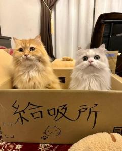 猫好き必須の「給吸所」精神的な疲労を一気に回復！のイメージ画像