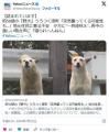 【和歌山】約50頭の『野犬』うろつく..