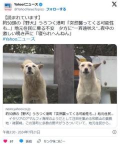 【和歌山】約50頭の『野犬』うろつく港町「突然襲ってくる可能性も...」夕方に“一斉遠吠え”...夜中の激しい鳴き声に「寝られへんねん」
