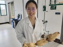武漢の科学研究チーム、レンコン繊維のボーンプレートを開発―中国