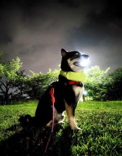 まるでポケモン！？夜のお散歩中に大技「はかいこうせん」を放つ黒柴のイメージ画像