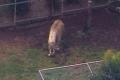 オーストラリアの動物園で、女性がラ..