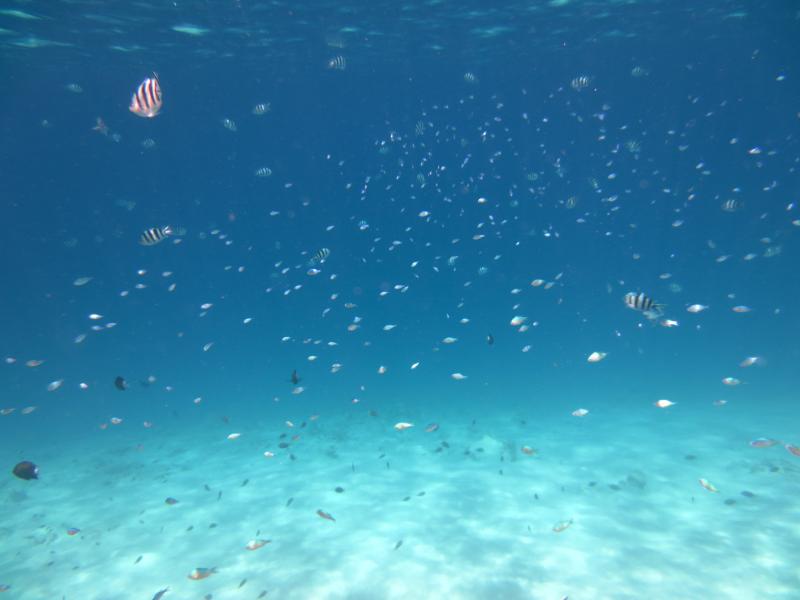 沖縄の水中のイメージ画像