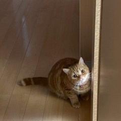 よく鳴く猫 と あまり鳴かない猫 に見られる違い ニュース総合掲示板 爆サイ Com関東版