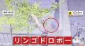 70代母親の“一番の楽しみ”奪われ…木になったリンゴを根こそぎもぎ取り走り去る自転車2人組「たぶん80代くらいの夫婦」買い物帰りの盗みか 東京・足立区