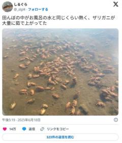 【温暖化】田んぼの水がお風呂のようなアチアチ温度になりザリガニが大量に茹で上がるのイメージ画像