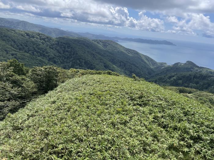 真夏のあじさいロードのイメージ画像