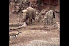 ゾウが溺れかけたガゼルを救出、心温まる動画が話題にのイメージ画像