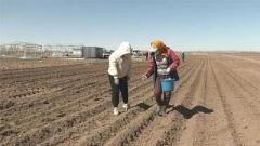 1万5000粒の宇宙ジャガイモの種子、内モンゴル自治区で試験栽培―中国のイメージ画像