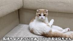 『もちまる日記』爪研ぎでソファが悲惨な姿に・・・ はなの爪切りの様子をアップ