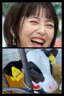 牛界の浜辺美波ちゃん爆誕「おめめキラキラ！」「うるんうるん」 10万人魅了♡他の牛と何が違う？のイメージ画像