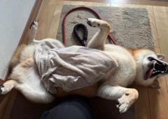 散歩終わりは玄関でヘソ天柴犬の「足を拭いてもらう態度」に爆笑のイメージ画像