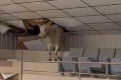 競売にかけられていた牛、客席へ逃げて、天井を破壊【動画】のイメージ画像