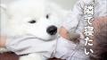 【犬好き必見】寝るときはひっつきたいサモエドが可愛すぎる！
