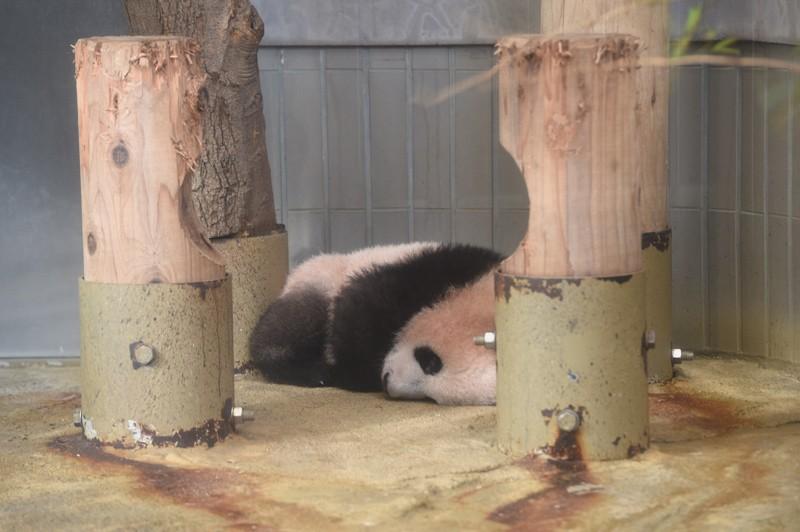 「ふてくされ中？」シャンシャンの酷すぎる寝相 上野動物園