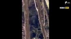 【動画あり】渓流釣り中に“獣臭”目の前にクマが…「クマァー」と叫ぶと退散＝静岡市清水区のイメージ画像