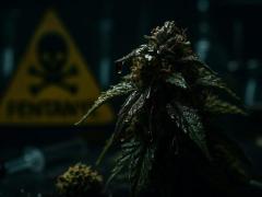 粉砕された“人骨”入りの噂も… 人を1mgで殺す新ドラッグ「ニタゼン」入り“クッシュ”の恐怖のイメージ画像