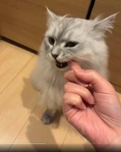 猫が指をカミカミかわいい甘噛みのはずが……「これは食われてるよ」のイメージ画像