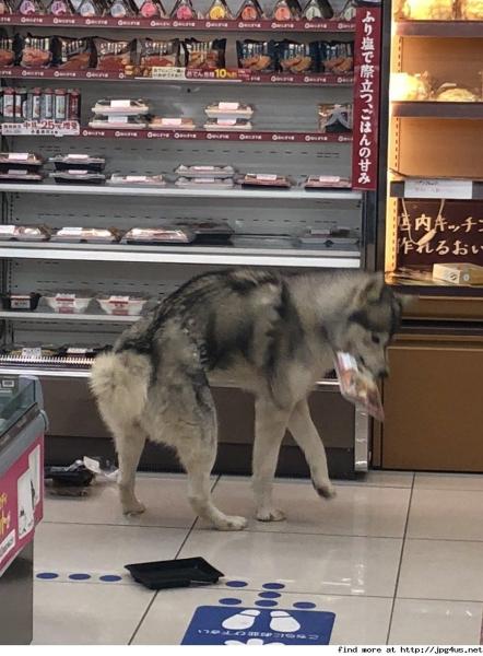 >>2 ソコが柴犬の