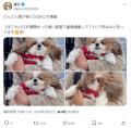 4コマ目が最高！風に煽られて困惑顔の..