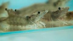 10年かけてバナメイエビ遺伝資源の独占状態を打破―中国のイメージ画像