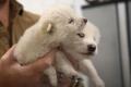絶滅した「ダイアウルフ」が復活、科..