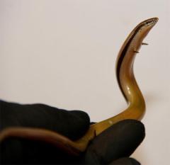 ミクロな前足で元気に「前ならえ！」キュートすぎるエキゾチックアニマル