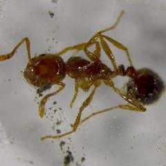 大分県内の運送会社の敷地内でコンテナからヒアリを発見 ニュース総合掲示板 爆サイ Com関東版