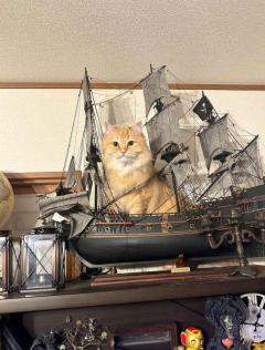 船の模型の上でドヤ顔披露する猫「海賊王に俺はニャる！」