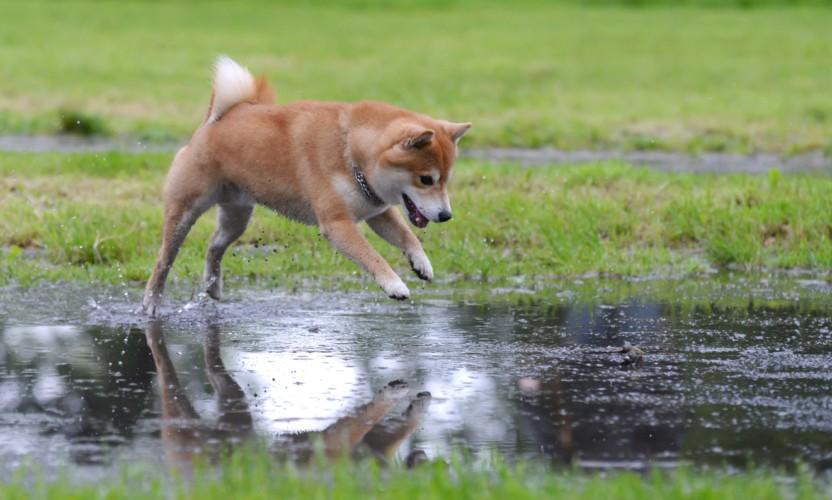 子供がいる家庭でも飼いやすい！オススメの犬種とその理由