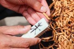 冬虫夏草の売買シーズン迎える―中国