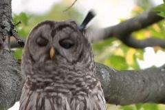 小鳥に何度も体当たりされるも、フクロウが忍耐強くこらえる【動画】のイメージ画像
