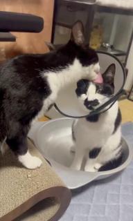 エリザベスカラーの妹猫を気遣う兄猫心あたたまる光景がXで話題