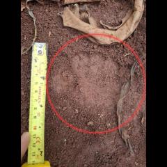 コラートで野生のクマ出没確認～当局が捕獲へ対応進める