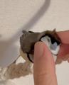 臆病なカノコスズメを生後０日から育..