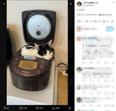 猫が炊飯器にシンデレラフィット！猫鍋ならぬ猫炊飯器に2万いいねのイメージ画像