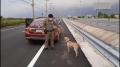 タイ高速道路警察、保護した犬を採用..