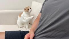 甘える猫の仕草が可愛すぎる！はなの可愛さに視聴者メロメロ